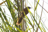 Jerdon's Babbler - Chrysomma altirostre