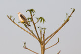 Black-winged Kite - Elanus caeruleus