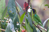 Golden-fronted Leafbird - Chloropsis aurifrons