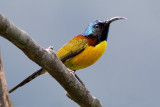 Green-tailed Sunbird - Aethopyga nipalensis