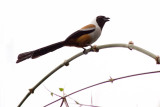 Collared Treepie - Dendrocitta frontalis