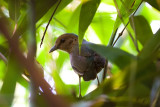 Blue-naped Pitta - Pitta nipalensis