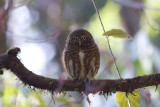 Asian Barred Owlet - Glaucidium cuculoides