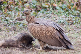 Himalayan Griffon - Gyps himalayensis