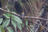 Yellow-rumped Honeyguide - Indicator xanthonotus