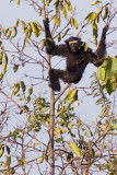 Western Hoolock Gibbon - Hoolock hoolock