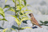 Black-faced Bunting - Emberiza spodocephala