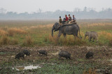Wild Pig - Sus scrofa