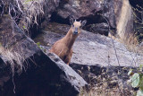 Red Goral - Naemorhedus baileyi