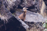 Red Goral - Naemorhedus baileyi