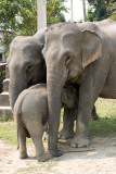 domestic Asian Elephant - Elephas maximus