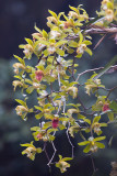 tree orchid