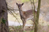 Fallow Deer - Dama dama