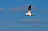 Herring-gull-in-flight.jpg
