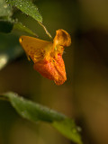 Touch-me-not (or common jewel weed)