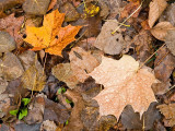 Forest Floor w/Grasshopper