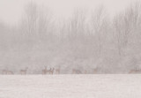 Deer grazing in Snowstorm