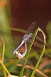 IMG_0587_PB2.jpg