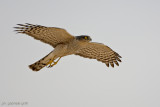 Sparrowhawk (Accipiter nisus)