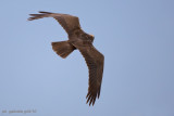 Marsh Harrier (Circus aeruginosus)