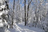 58.3 - Pattison Ski Trail