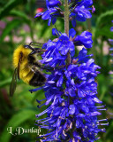Bumble Bee On The Veronica