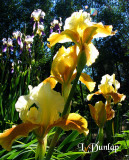 Golden Iris