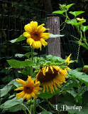 Sunflowers On Fence