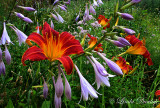 Day Lilies And Hosta