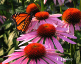 Purple Coneflowers And Monarch Butterfly