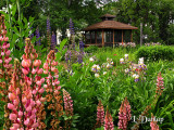 Lupine And Iris Garden