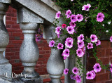 Petunias On The Balustrade