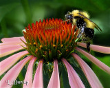 Purple Coneflower And Bee