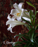 Easter Lilies On Maroon Tapestry