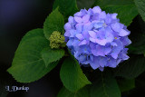 Hydrangea 2