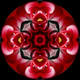 420 Red And White Dahlia Kaleidoscope