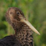 Zwarte Ooievaar / Black Stork