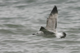 Pontische Meeuw - Larus cachinnans