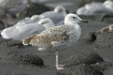 Pontische Meeuw - Larus cachinnans