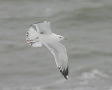 Pontische Meeuw / Caspian Gull