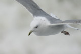 Pontische Meeuw - Caspian Gull