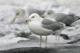 Pontische Meeuw / Caspian Gull