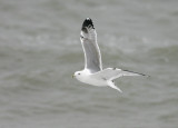 Pontische Meeuw / Caspian Gull