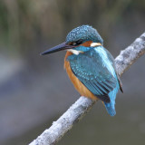 IJsvogel - Common Kingfisher