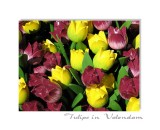 Tulips in Volendam. Holland.