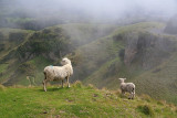 Low cloud falls over sheep on Te Mata Peak.