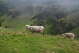 Low Cloud over Te Mata Peak and Sheep