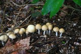 Fungus- Te Mata Area