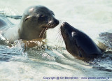 Galapagos , Equador , 2001