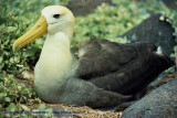 Galapagos , Equador , 2001